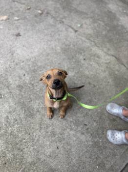Winston -  Mixed Breed Dog for Adoption in Seville, Ohio - Winston | PetCurious
