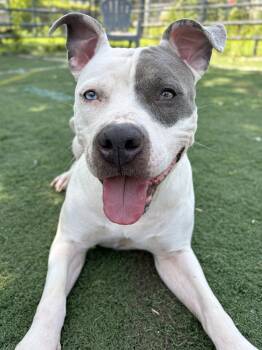 Selma -  Pit Bull Terrier Dog for Adoption in Anderson, Indiana - Selma | PetCurious