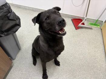 BRUNO -  Labrador Retriever and Mixed Breed Dog for Adoption in Loveland, Colorado - BRUNO | PetCurious