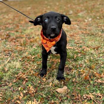 Rescue Mixed Breed Dogs for Adoption in Upper Sandusky, Ohio - Annabeth | PetCurious