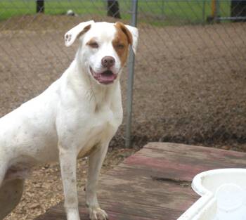Hamish 25 -  Boxer Dog for Adoption in Brookhaven, Mississippi - Hamish 25 | PetCurious