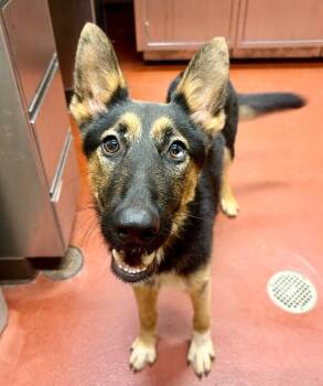 Chester -  Shepherd Dog for Adoption in Douglasville, Georgia - Chester | PetCurious