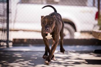 Pit Bull Terrier and Cane Corso Dogs Available for Adoption in Twentynine Palms, California - Nuggs | PetCurious