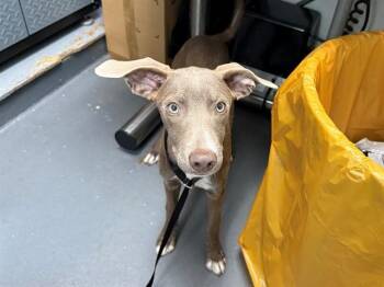 FOXTAIL -  Terrier and Mixed Breed Dog for Adoption in Antioch, California - FOXTAIL | PetCurious