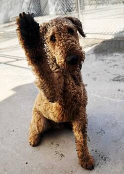 Airedale Terrier Dogs Available for Adoption in Albuquerque, New Mexico - River | PetCurious