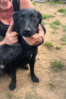 Labrador Retriever Dogs Available for Adoption in Zimmerman, Minnesota - Lucy | PetCurious