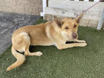 German Shepherd Dog and Mixed Breed Dogs Available for Adoption in Modesto, California - A609086 | PetCurious