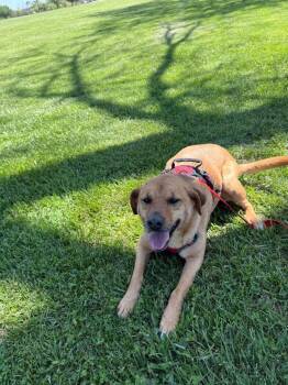 Mixed Breed Dogs Available for Adoption in Gallatin, Tennessee - Penny | PetCurious