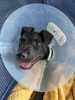 Nelson -  Cattle Dog Dog for Adoption in Lafayette, Colorado - Nelson | PetCurious