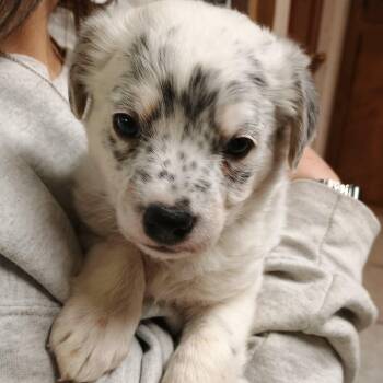 Oliver -  Australian Cattle Dog Blue Heeler and Cattle Dog Dog Available for Adoption in Amarillo, Texas - Oliver | PetCurious