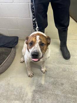 Dean -  Saint Bernard Dog for Adoption in Camden, Tennessee - Dean | PetCurious