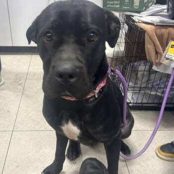 Cane Corso Dogs Available for Adoption - Wonder | PetCurious