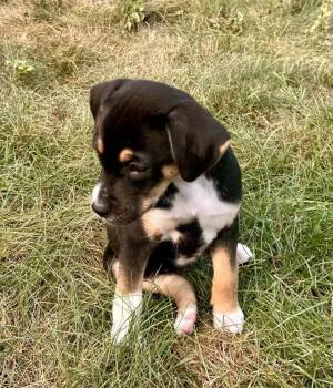 Trinity -  Mixed Breed Dog for Adoption in Wyoming, Michigan - Trinity | PetCurious