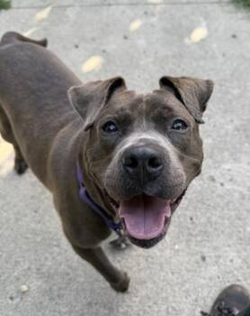 Rescue Pit Bull Terrier Dogs for Adoption in Indianapolis, Indiana - Kizzy | PetCurious