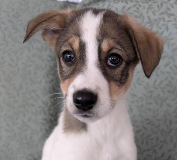 Mountain Cur Dogs Available for Adoption - SCOUT | PetCurious