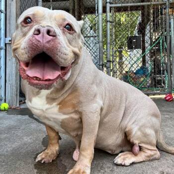 Rescue Pit Bull Terrier Dogs for Adoption in Northbrook, Illinois - Miss Piggy | PetCurious