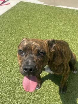 Prue -  Boxer Dog for Adoption in Fayetteville, Arkansas - Prue | PetCurious