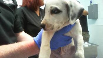 KEVIN -  Mixed Breed Dog for Adoption in Charlotte, North Carolina - KEVIN | PetCurious