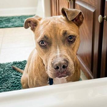 Khaleesi -  Black Mouth Cur Dog for Adoption in Houston, Texas - Khaleesi | PetCurious