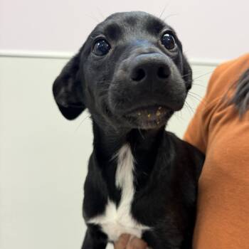 Koala -  Mixed Breed Dog for Adoption in Cooperstown, New York - Koala | PetCurious
