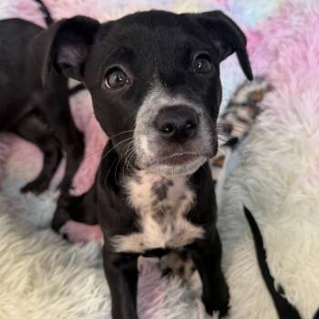 Kate -  Chihuahua Dog for Adoption in New York, New York - Kate | PetCurious