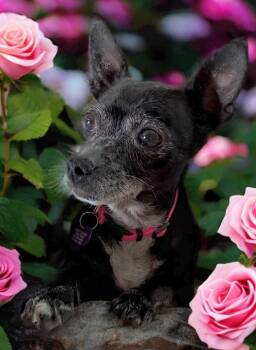 Rescue Chihuahua Dogs for Adoption in Las Vegas, Nevada - Ellie | PetCurious