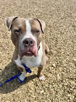 Mixed Breed Dogs Available for Adoption in West Chester, Pennsylvania - Craig | PetCurious