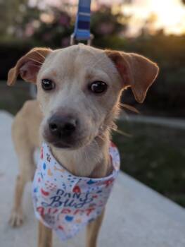 Rescue Golden Retriever Dogs for Adoption in Bellflower, California - Draven | PetCurious