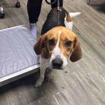 Miles -  Hound Dog for Adoption in Summerville, South Carolina - Miles | PetCurious