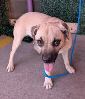 61604448 -  Shepherd and Mixed Breed Dog for Adoption in El Paso, Texas - 61604448 | PetCurious