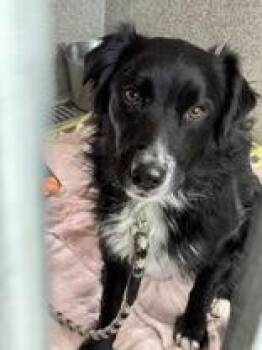 Vinny -  Australian Shepherd Dog for Adoption in Hamilton, Montana - Vinny | PetCurious