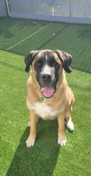Luko -  Saint Bernard Dog for Adoption in Delson, Quebec - Luko | PetCurious