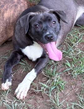 Rescue Chocolate Labrador Retriever and Boxer Dogs for Adoption in Marietta, Georgia - Bell | PetCurious