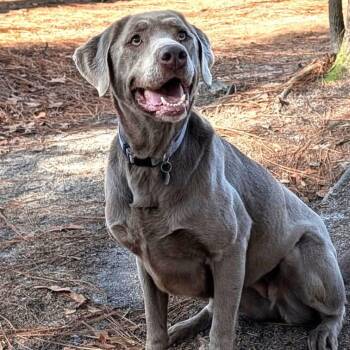 Labrador Retriever Dogs Available for Adoption - Sadie | PetCurious