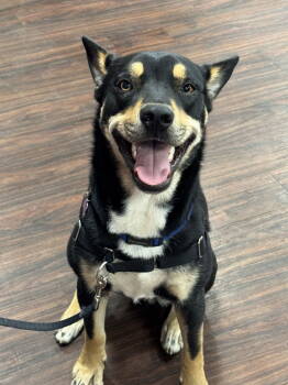 Rescue Shepherd and Husky Dogs for Adoption in Fort Worth, Texas - Yogi Bear | PetCurious