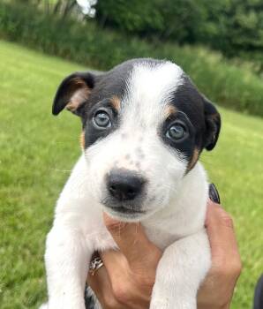 REMUS -  Hound Dog for Adoption in Belmont, New York - REMUS | PetCurious
