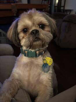 Colby -  Shih Tzu Dog for Adoption in Garland, Texas - Colby | PetCurious