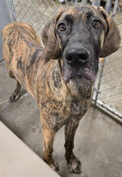Rescue Great Dane Dogs for Adoption in Saint Clairsville, Ohio - Josephine | PetCurious