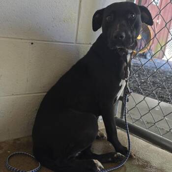 Candi 26-0665 -  Mixed Breed Dog for Adoption in Yanceyville, North Carolina - Candi 26-0665 | PetCurious