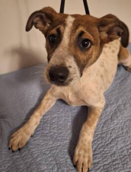 Cowboy -  Feist Dog for Adoption in Melbourne, Arkansas - Cowboy | PetCurious