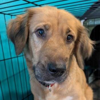 Holly -  Mixed Breed Dog for Adoption in Jefferson City, Tennessee - Holly | PetCurious