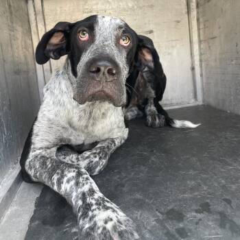Jicama -  Bluetick Coonhound and Mixed Breed Dog for Adoption in Edinburg, Texas - Jicama | PetCurious