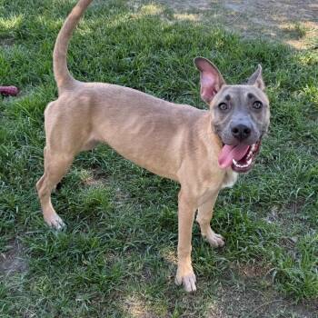 Rescue Weimaraner and Pit Bull Terrier Dogs for Adoption in San Jacinto, California - Frosty | PetCurious