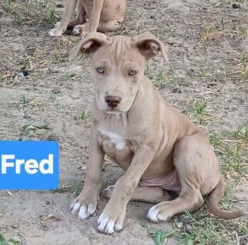 Rescue Pit Bull Terrier Dogs for Adoption in Gig Harbor, Washington - Fred | PetCurious