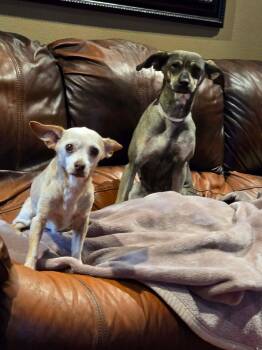 Mixed Breed Dogs Available for Adoption in Pittsburgh, Pennsylvania - Pippa | PetCurious