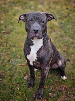 Boxer Dogs Available for Adoption in Bay City, Michigan - Hemlock | PetCurious
