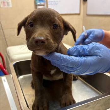 Labrador Retriever Dogs Available for Adoption in Birmingham, Alabama - Blue Bell | PetCurious