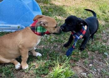 Pit Bull Terrier and Dachshund Dogs Available for Adoption in Crescent City, Florida - Sammy Davis Jr | PetCurious