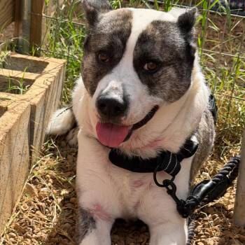 Janie -  Husky and American Staffordshire Terrier Dog for Adoption in Duck River, Tennessee - Janie | PetCurious