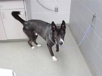 MISO -  Husky and Mixed Breed Dog for Adoption in Omaha, Nebraska - MISO | PetCurious